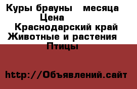 Куры брауны 2 месяца › Цена ­ 130 - Краснодарский край Животные и растения » Птицы   